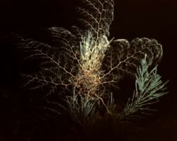 Basket Star Fully Open, night dive at
Guanaha, Nikonos I... by Marylin Batt 